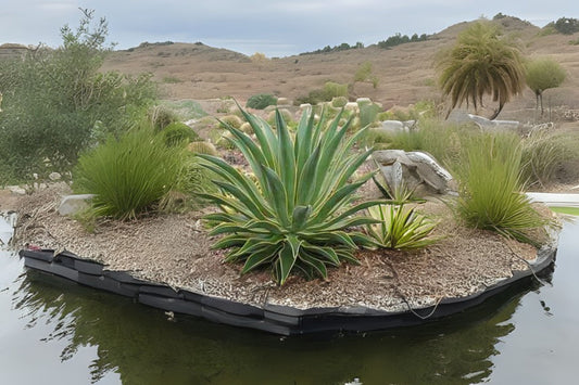 Variegated Agave Desmettiana Plant - Succulent, Low Maintenance, Sun-Loving, Drought-Tolerant, Ideal for Landscaping