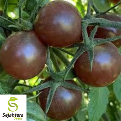 Chocolate Cherry Tomato Seeds - 120+ Heirloom - Super Sweet & Rare - Non-GMO