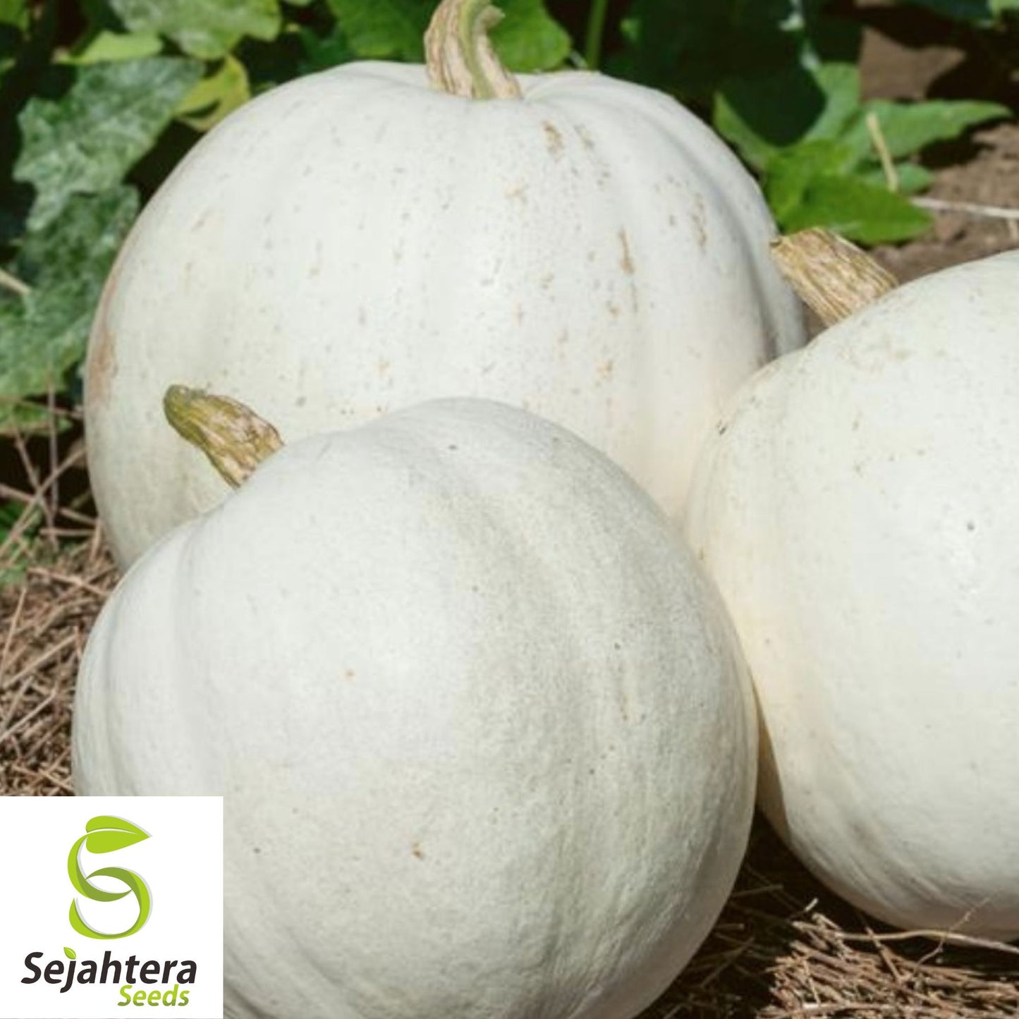 10 Casper Pumpkin Seeds - White Cucurbita Pepo, Non-GMO, Unique Garden Variety