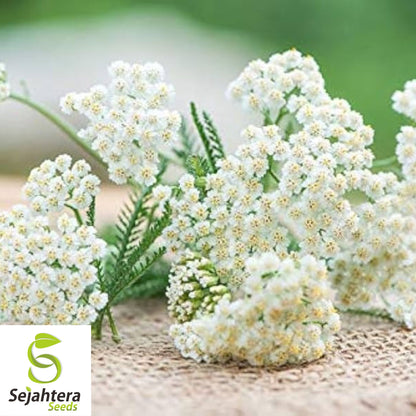 1000+ Yarrow Seeds - Perennial White Flower | Heirloom Wildflower Herb