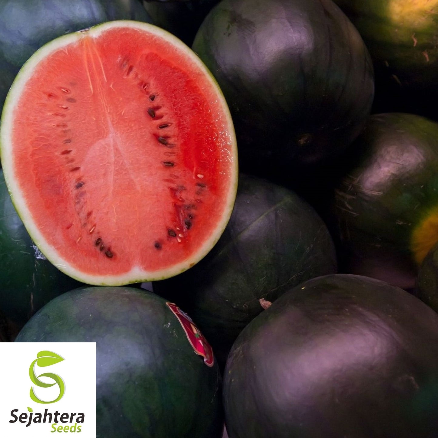 Black Diamond Watermelon Seeds 20 Ct | Large Sweet Fruit Melon NON-GMO USA