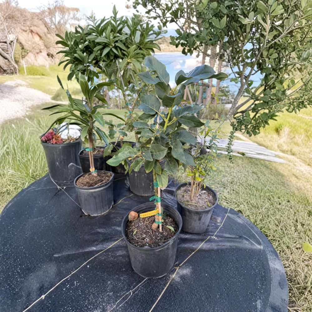 Wurtz Avocado Tree (Little Cado) – Persea americana  Grafted Live Avocado Tree | 3 Gallon Pot Dwarf Variety • Premium Florida-Grown Tree
