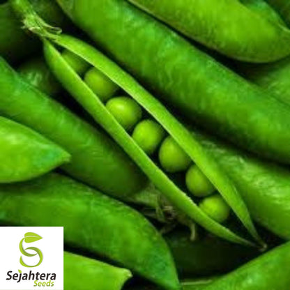 Early Frosty Pea Seeds 25 Ct | Heirloom Green Pod Vegetable NON-GMO USA
