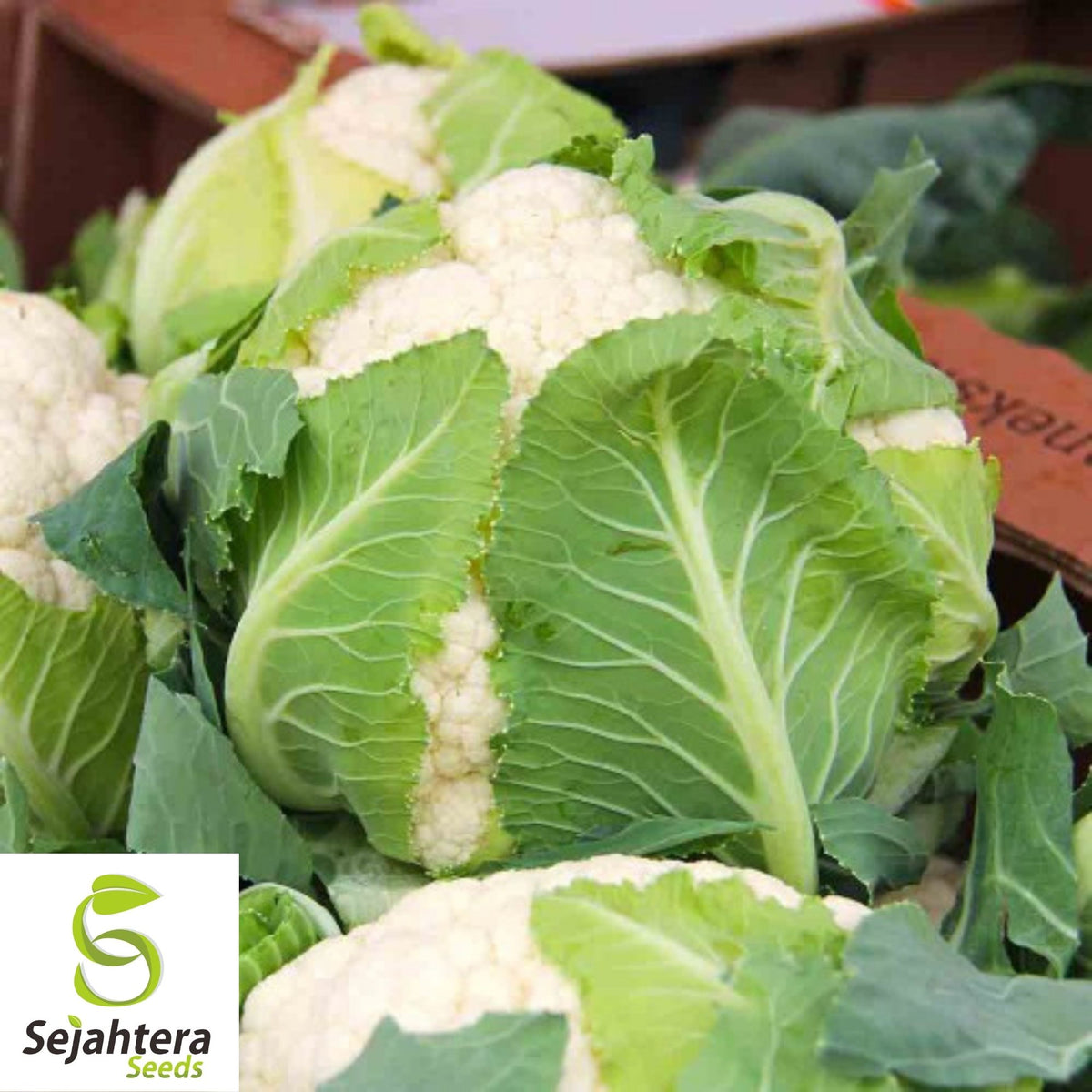 Cauliflower Snowball Y Improved Seeds 300+ | Vegetable NON-GMO USA