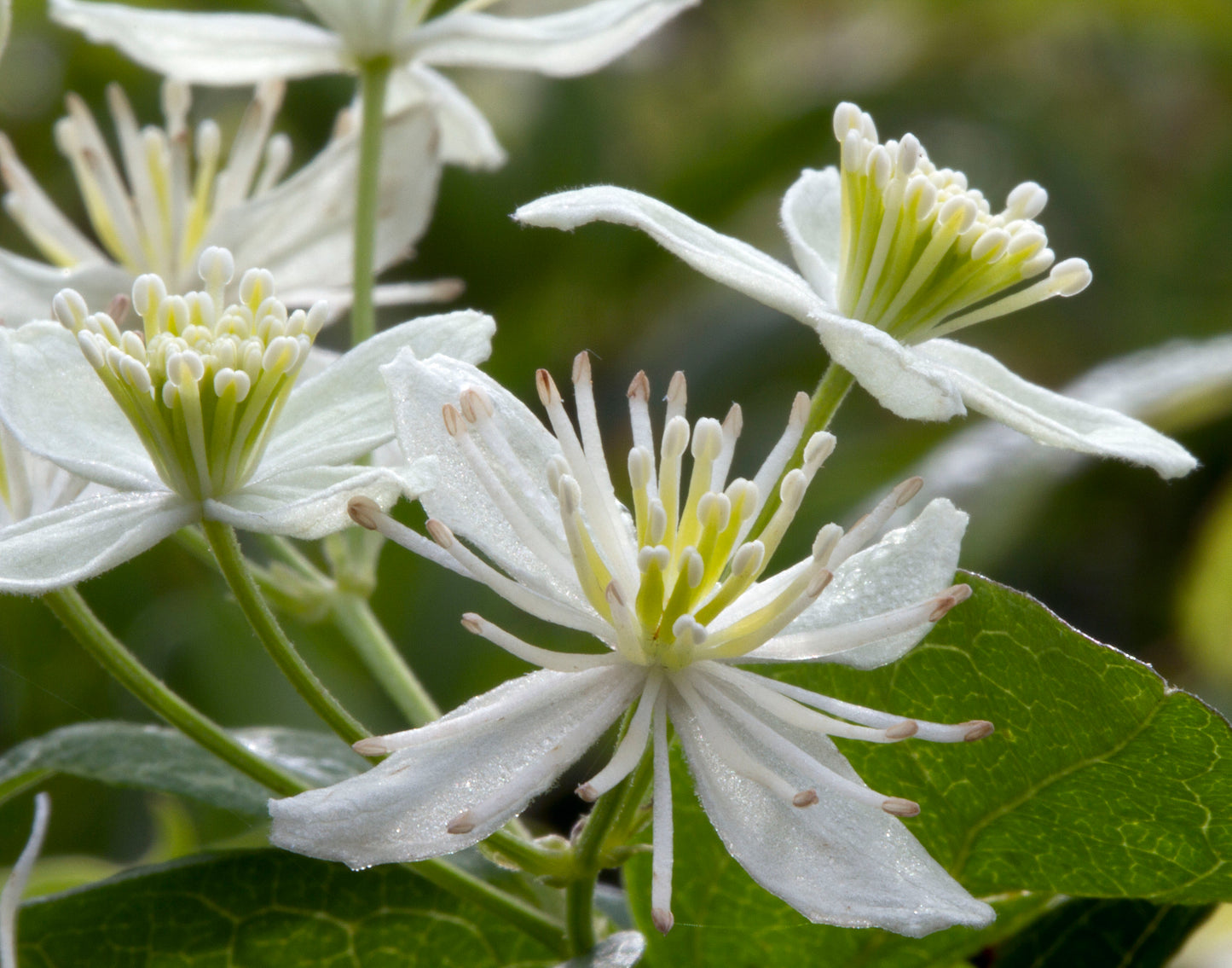 Clematis virginiana - Virgin's Bower 100 Seeds For Planting