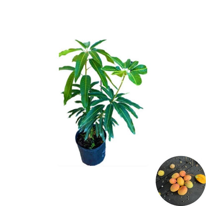 Tommy Atkins Mango Tree – Mangifera indica Grafted Live Tree | 2–4 Feet Tall | Florida-Grown  Commercial Favorite | Disease Resistant | Ships to All States