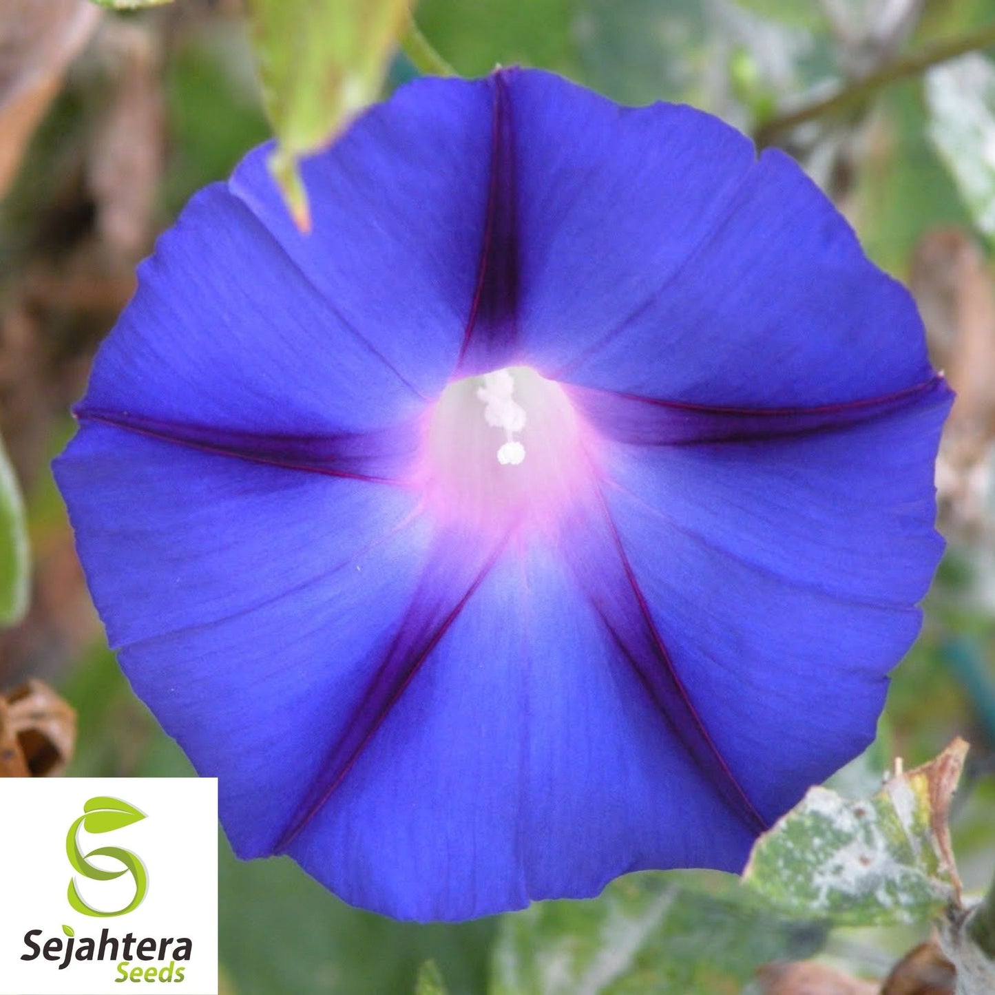 30+ Morning Glory Grandpa Ott Seeds - Purple Vine Flower, Ipomoea Purpurea