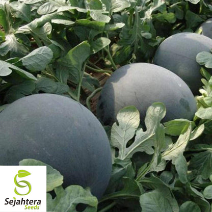 Giant Black Diamond Watermelon Seeds - 30+ Heirloom, Organic, 30-50 lbs & Sweet