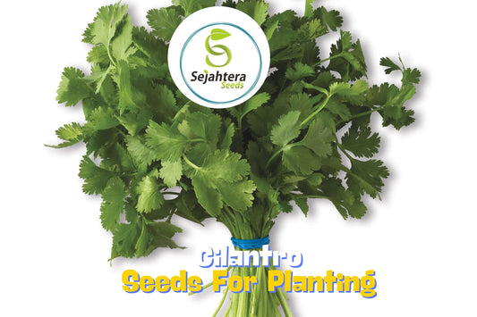1000 Cilantro Seeds | Heirloom Coriander Herb for Garden