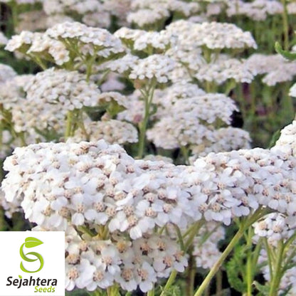 1000+ Yarrow Seeds - Perennial White Flower | Heirloom Wildflower Herb