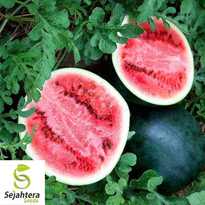 Black Diamond Watermelon Seeds 20 Ct | Large Sweet Fruit Melon NON-GMO USA