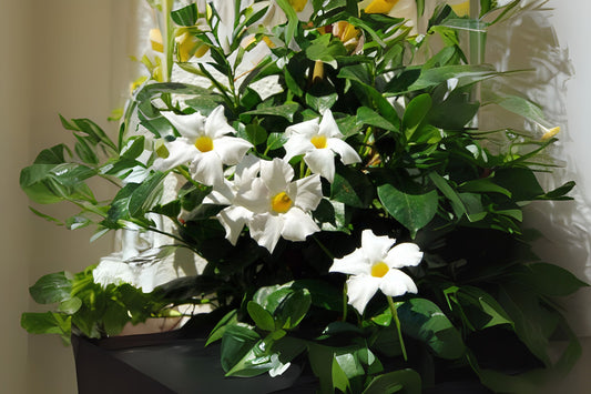White Mandevilla Houseplant 4in Pot Easter-Blooming Plant Mandevilla alba