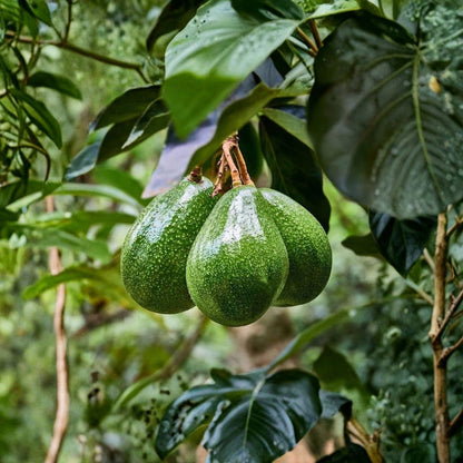 Wurtz Avocado Tree (Little Cado) – Persea americana  Grafted Live Avocado Tree | 3 Gallon Pot Dwarf Variety • Premium Florida-Grown Tree