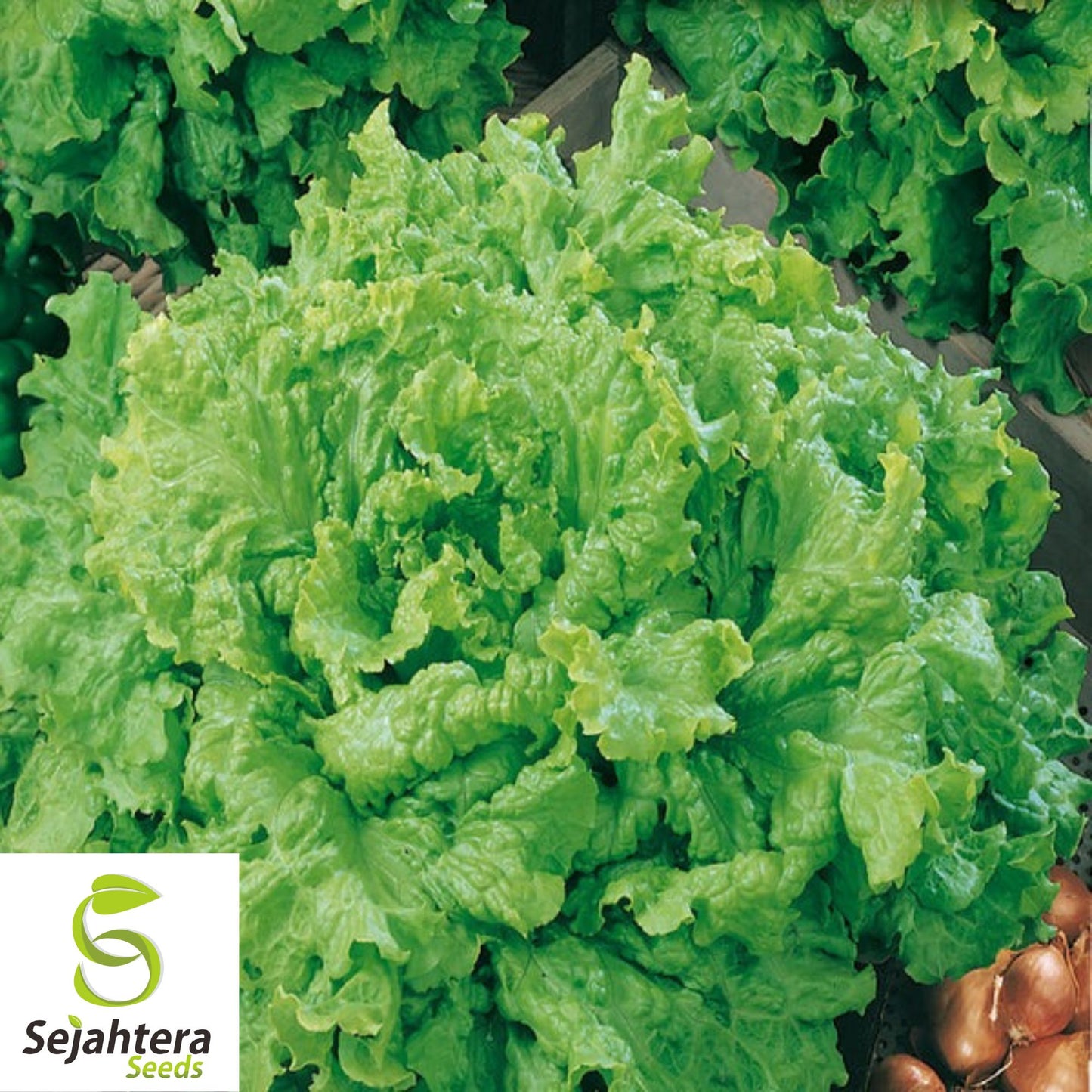 1000 Grand Rapids Lettuce Seeds - Non-GMO, Crisp & Fast-Growing Variety