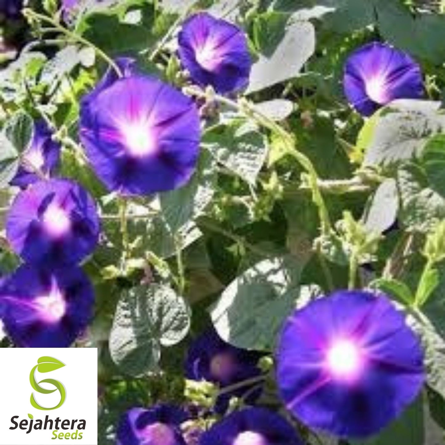 30+ Morning Glory Grandpa Ott Seeds - Purple Vine Flower, Ipomoea Purpurea