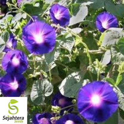 30+ Morning Glory Grandpa Ott Seeds - Purple Vine Flower, Ipomoea Purpurea