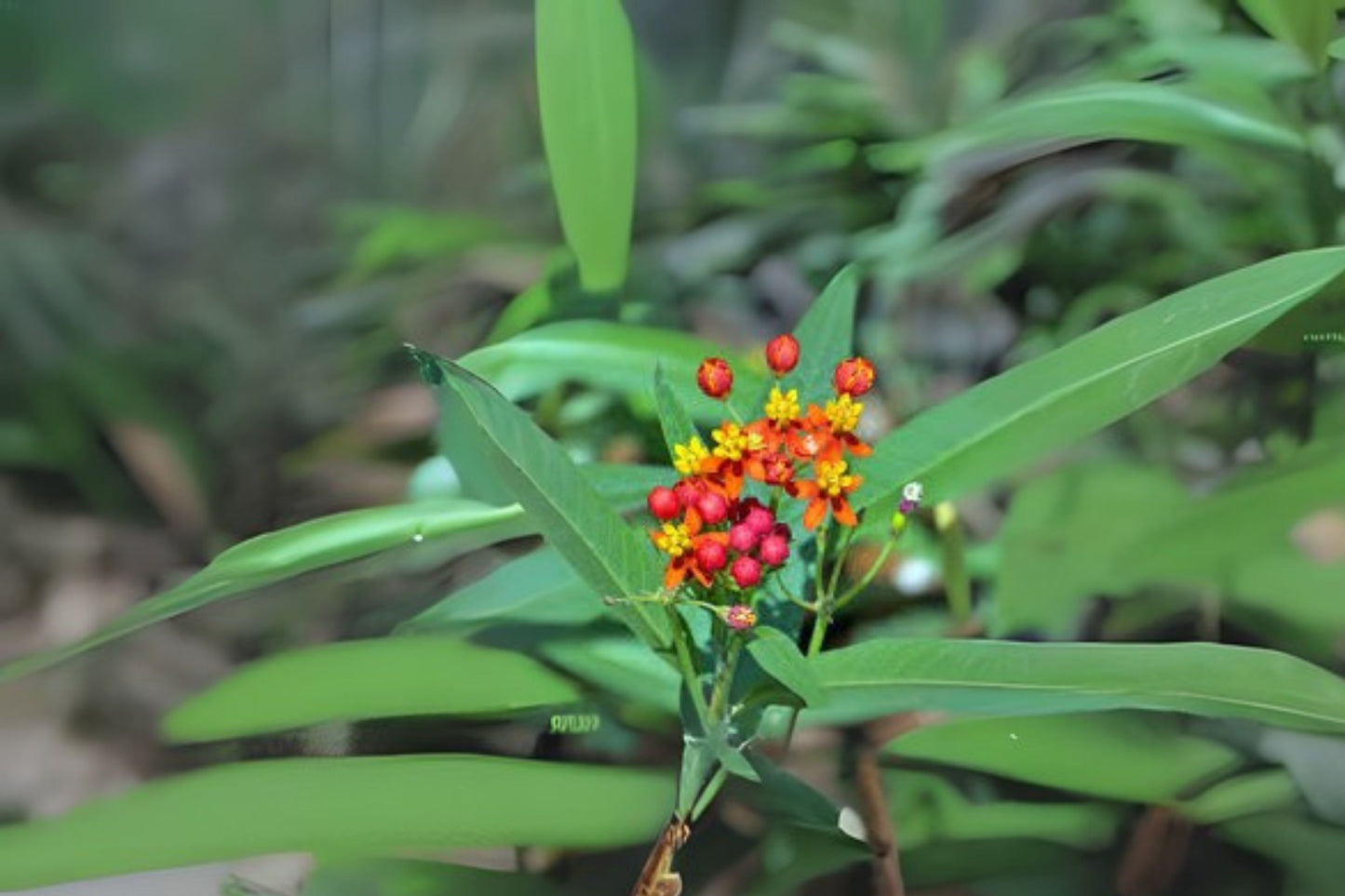 Tropical Milkweed Seeds - 10 Hand Collected Seeds, Asclepias curassavica, Flor de Sangre, Mexican Milkweed, Bloodflower