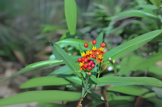 Tropical Milkweed Seeds - 10 Hand Collected Seeds, Asclepias curassavica, Flor de Sangre, Mexican Milkweed, Bloodflower
