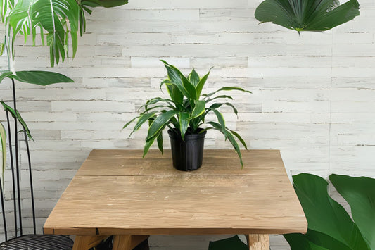 Dracaena "Bush" Plant 6 in Pot, Carmen Variety, Air-Purifying Houseplant - Dracaena Marginata