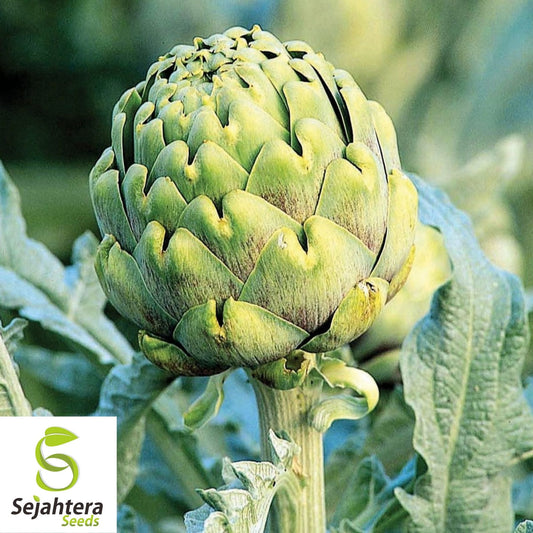 Artichoke Seeds 25 | Green Globe Vegetable Garden NON-GMO USA