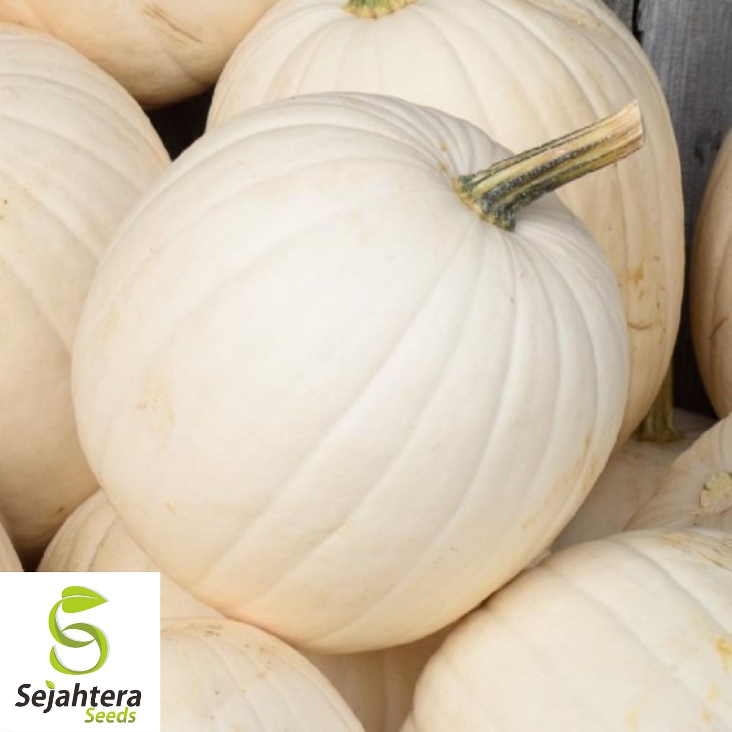 10 Casper Pumpkin Seeds - White Cucurbita Pepo, Non-GMO, Unique Garden Variety