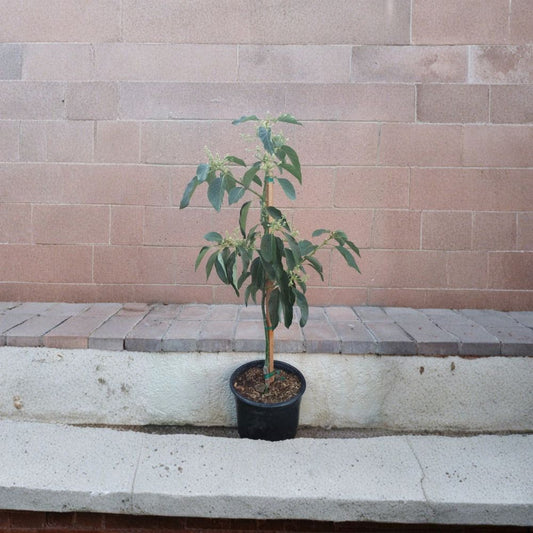Avocado Dwarf (Little Cado) Tree – Persea americana  Grafted Live Avocado Tree | 3–4 Ft Tall Compact Variety • High-Quality Clonal Rootstock