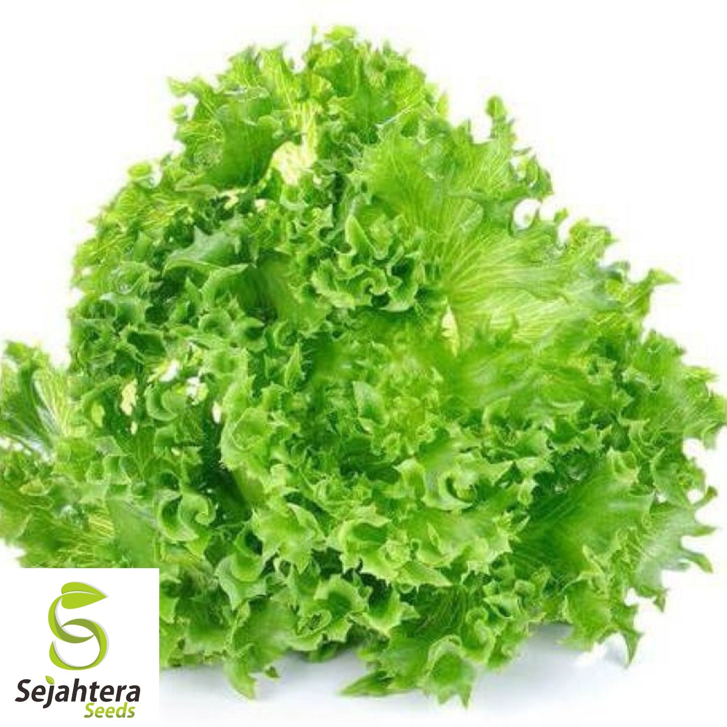 1000 Grand Rapids Lettuce Seeds - Non-GMO, Crisp & Fast-Growing Variety