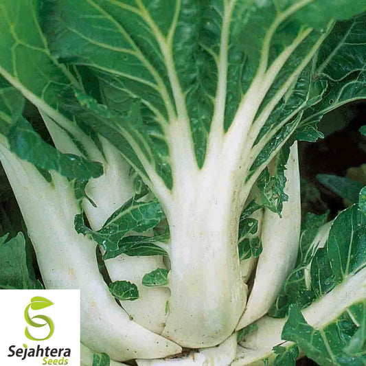 200+ Pak Choi Dwarf White Stem Cabbage Seeds - Heirloom, Organic, Non-GMO