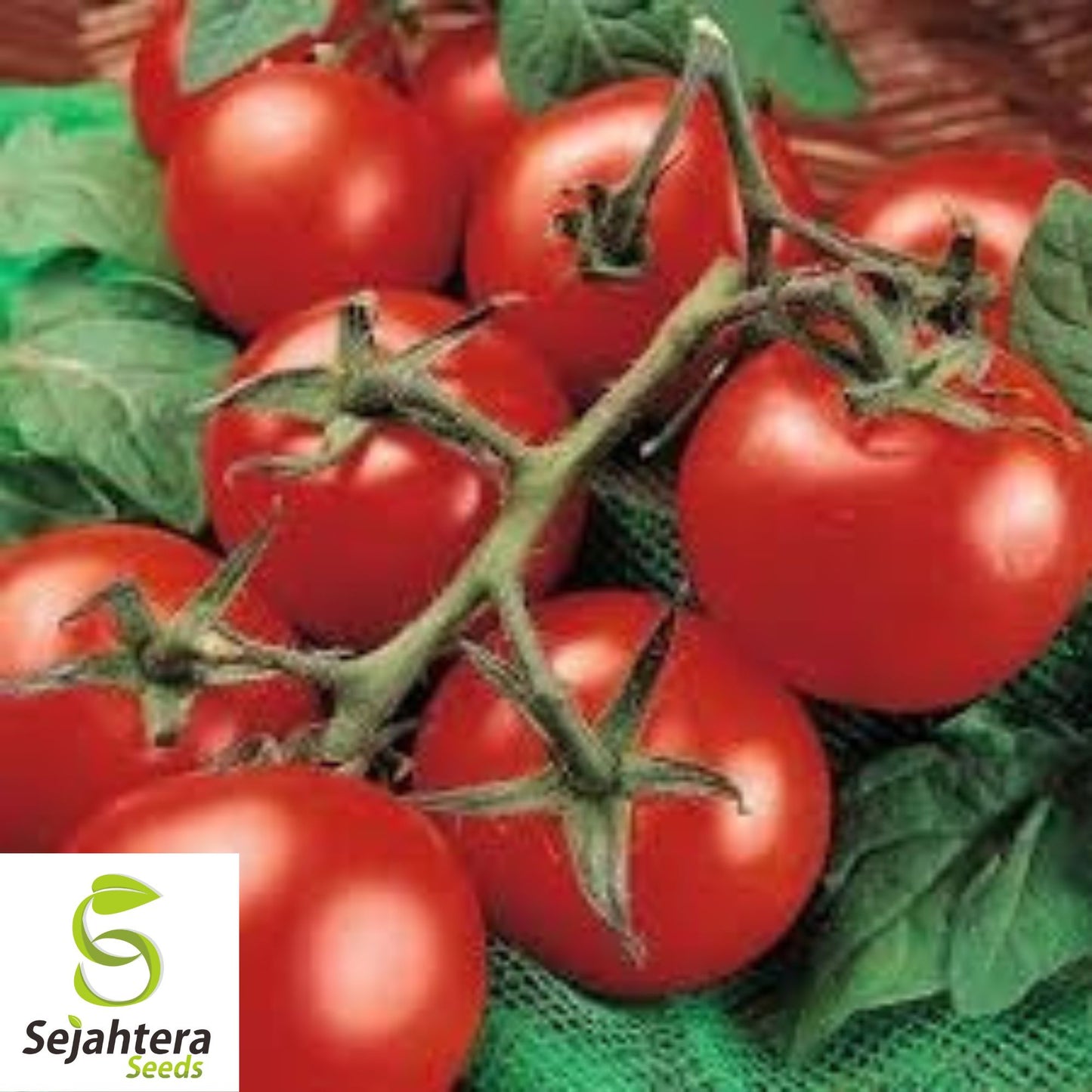 Moneymaker Tomato Seeds - 10+ Heirloom, Organic, Non-GMO & High-Yield