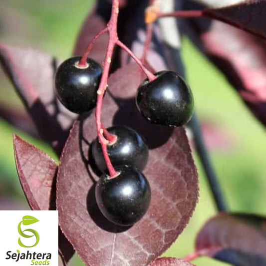 20+ Purple Schubert Chokecherry Seeds - Prunus Virginiana, Hardy & Ornamental