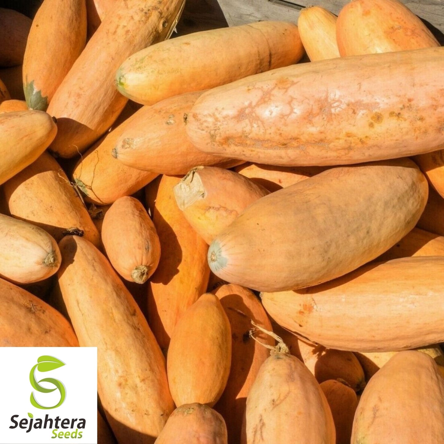 Pink Banana Jumbo Squash Seeds 15 Ct | Winter Vegetable NON-GMO USA