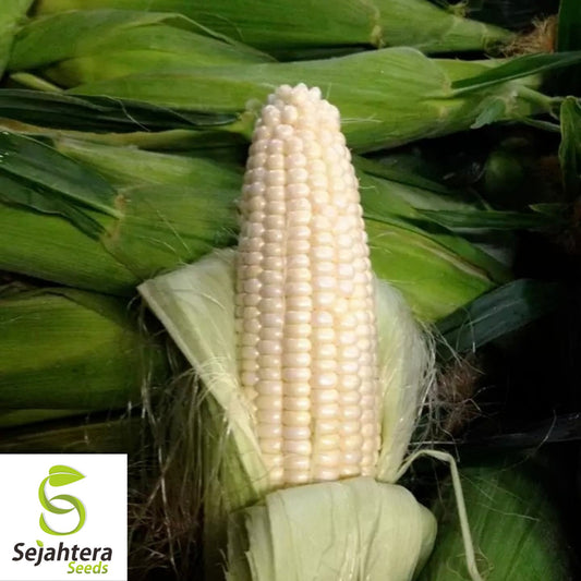 Trucker’s Favorite White Corn Seeds - 500+ Heirloom, Organic, Non-GMO & Fresh