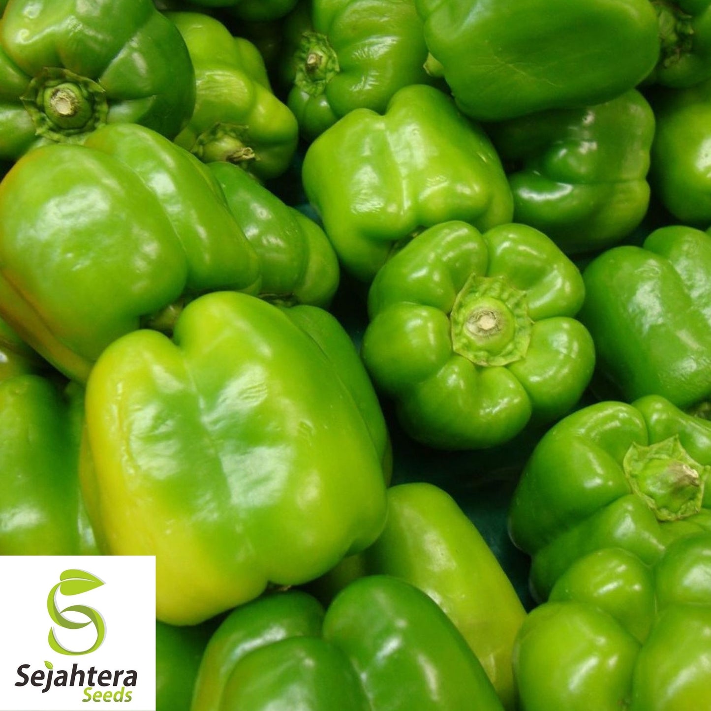 Yolo Wonder Pepper Seeds 100+ | Sweet Bell Vegetable NON-GMO USA