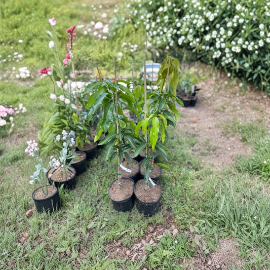 Glenn Mango Tree – Mangifera indica Grafted Live Tree | 3 Feet Tall | 3 Gallon Pot  Fiberless & Sweet | Florida Favorite | Fast Growing