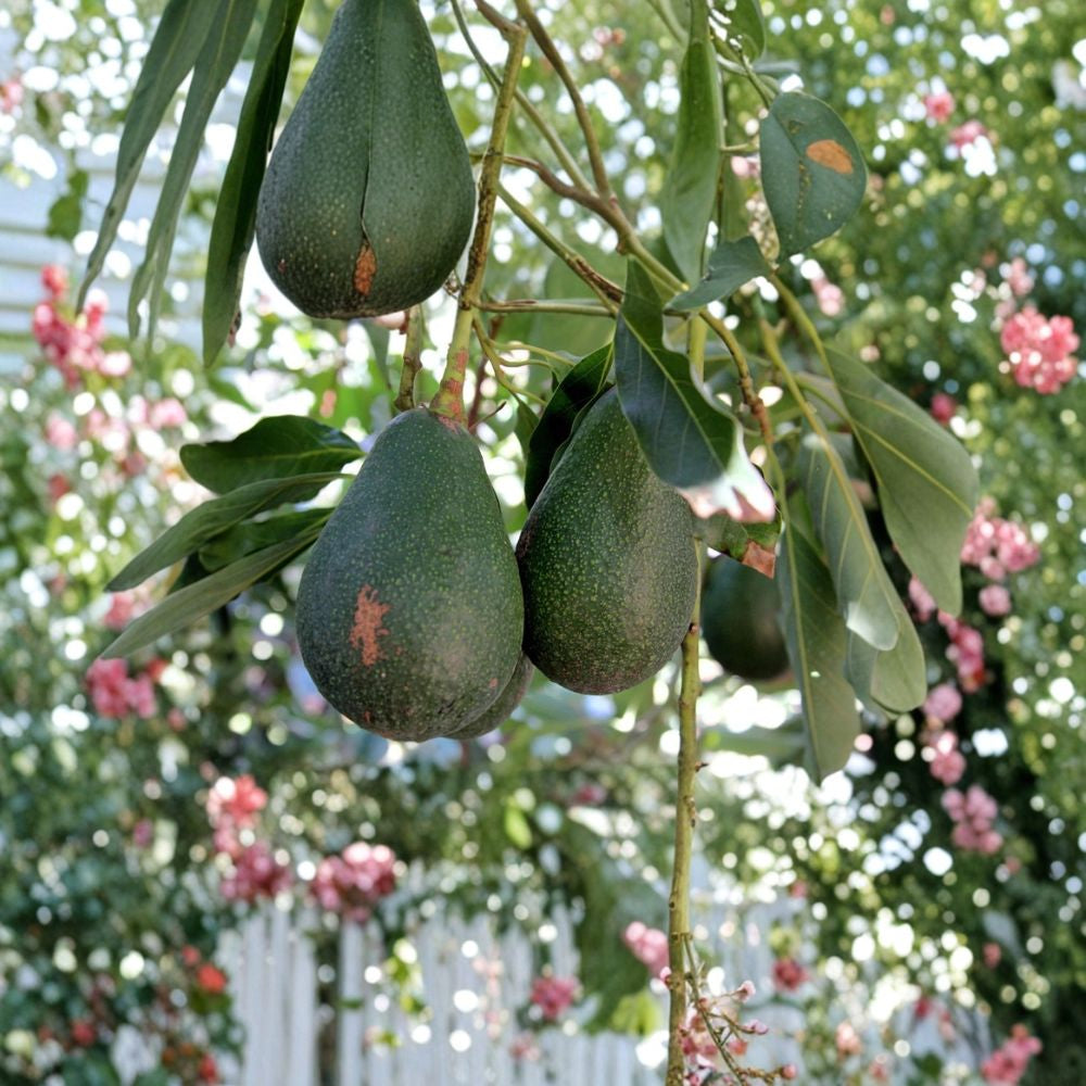 Avocado Dwarf (Little Cado) Tree – Persea americana  Grafted Live Avocado Tree | 3–4 Ft Tall Compact Variety • High-Quality Clonal Rootstock