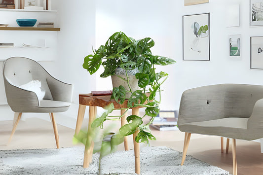 Monstera Adansonii Cuttings - Swiss Cheese Plant - Narrow Leaf Houseplant - Live Cuttings for Easy Care - Fast Shipping