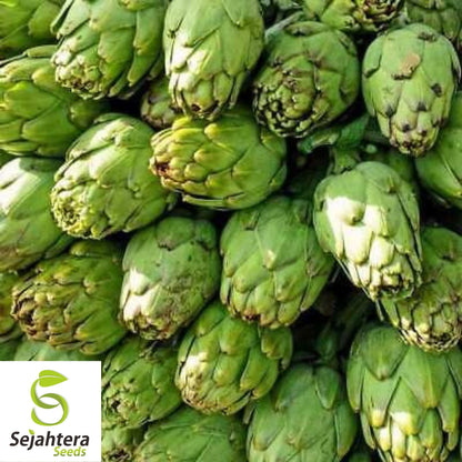 Artichoke Seeds 25 | Green Globe Vegetable Garden NON-GMO USA