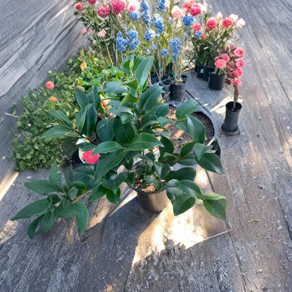 Camellia japonica ‘Spellbound’ – Camellia Live Plant | 1 Foot Tall | Includes 6 Inch Nursery Pot  Coral Rose Blooms | Glossy Evergreen Foliage | Fall Flowering Shrub