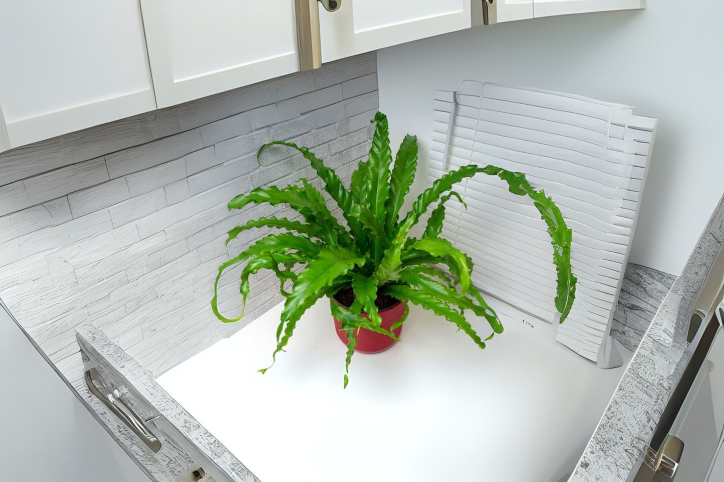 Large Bird Nest Fern Plant - Asplenium Nidus - Tropical Indoor Houseplant with Lush Green Fronds for Humid Environments