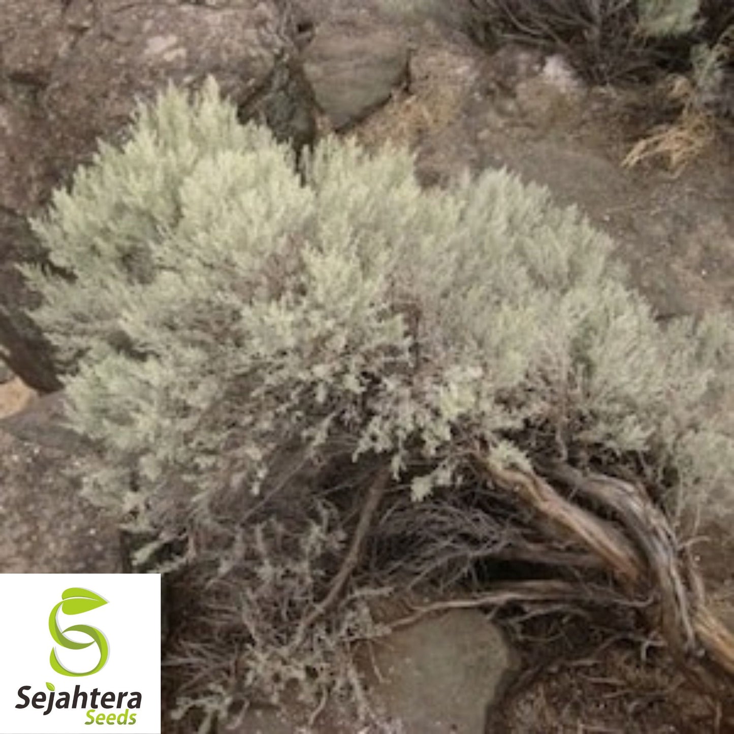 220 Smudging Sage Seeds {Artemisia tridentata Vaseyana} Big Mtn. White Sage
