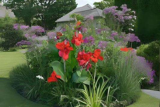 Canna Flower Seeds - 10x Fresh Colorful Edible Seeds - Canna indica