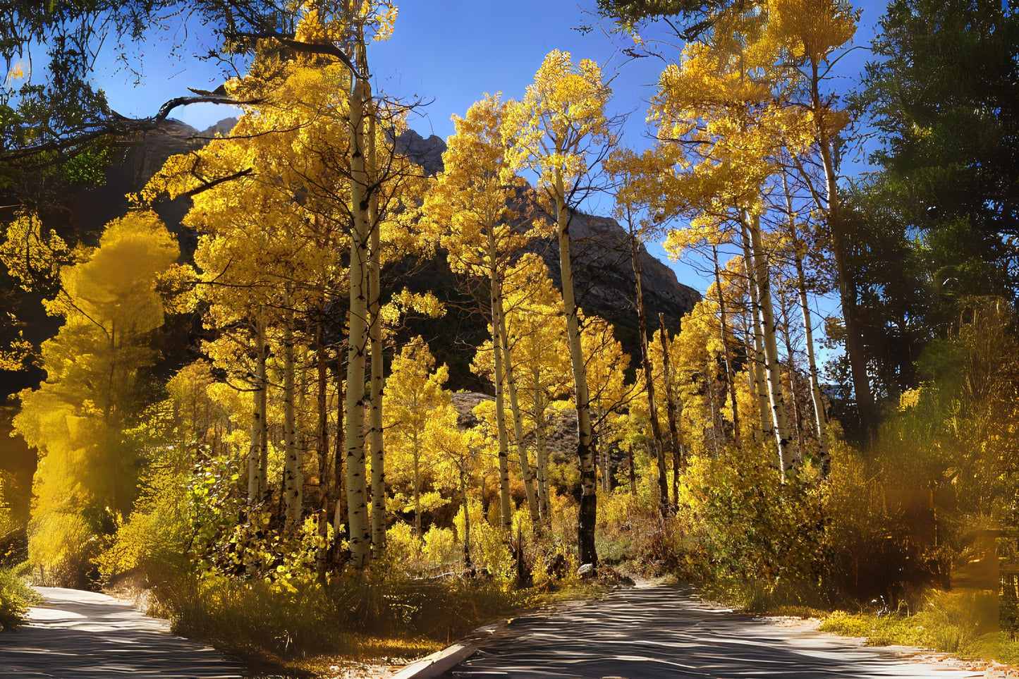 Quaking Aspen (Populus tremuloides)