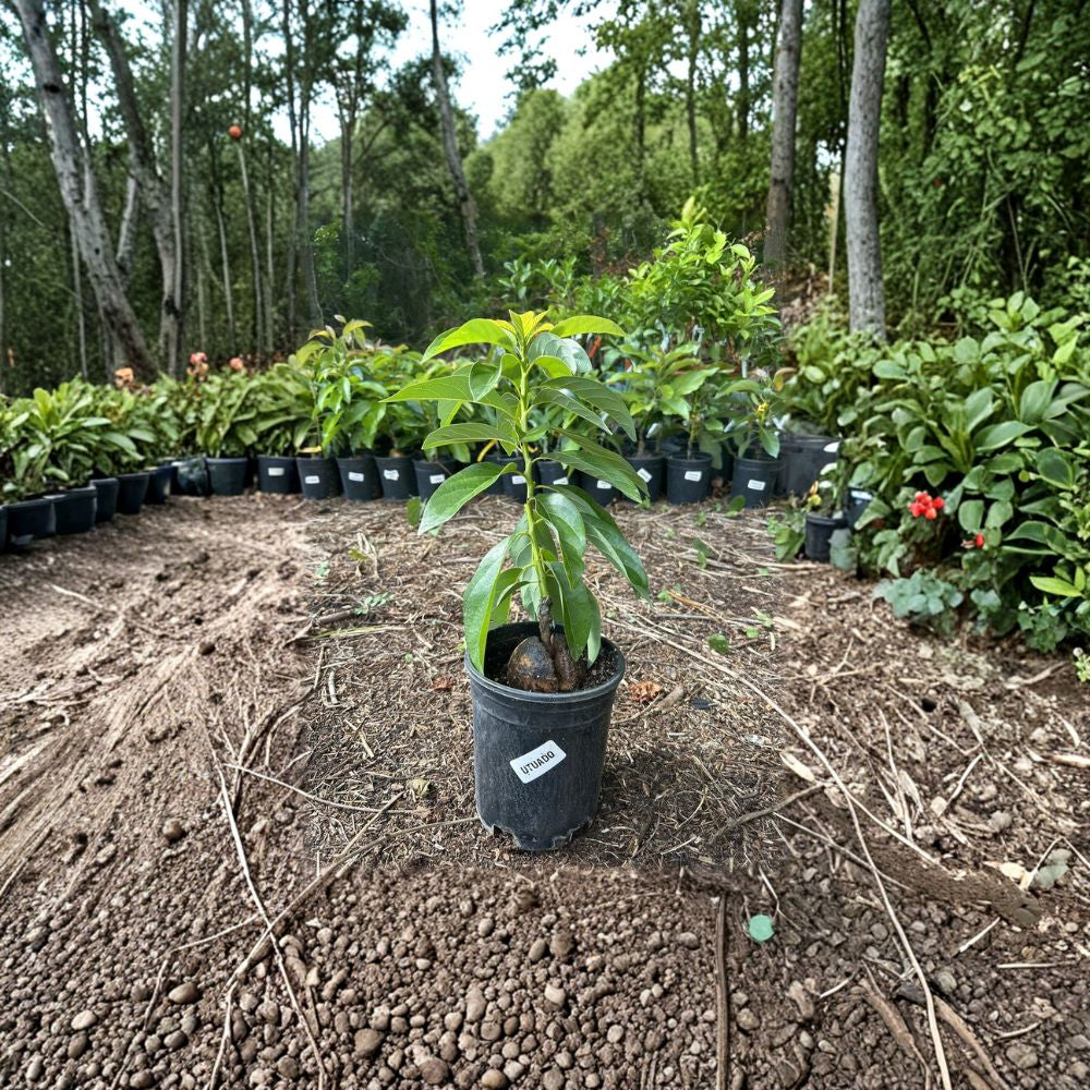Utuado Avocado Tree – Persea americana Grafted Live Tree | 2–4 Feet Tall | Dwarf Variety  Indoor-Friendly Avocado | Heavy Producer | Creamy, Smooth Flavor