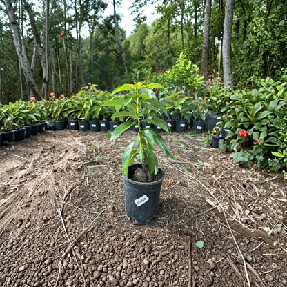 Utuado Avocado Tree – Persea americana Grafted Live Tree | 2–4 Feet Tall | Dwarf Variety  Indoor-Friendly Avocado | Heavy Producer | Creamy, Smooth Flavor