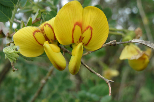 Bladder Senna Bladder Senna (Colutea arborescens)