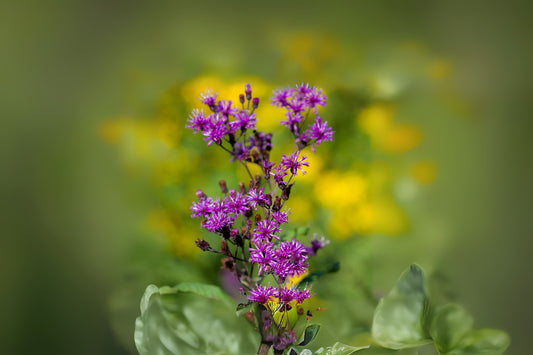 Giant Ironweed Tall Ironweed (Vernonia gigantea)