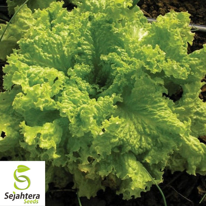 1000 Grand Rapids Lettuce Seeds - Non-GMO, Crisp & Fast-Growing Variety