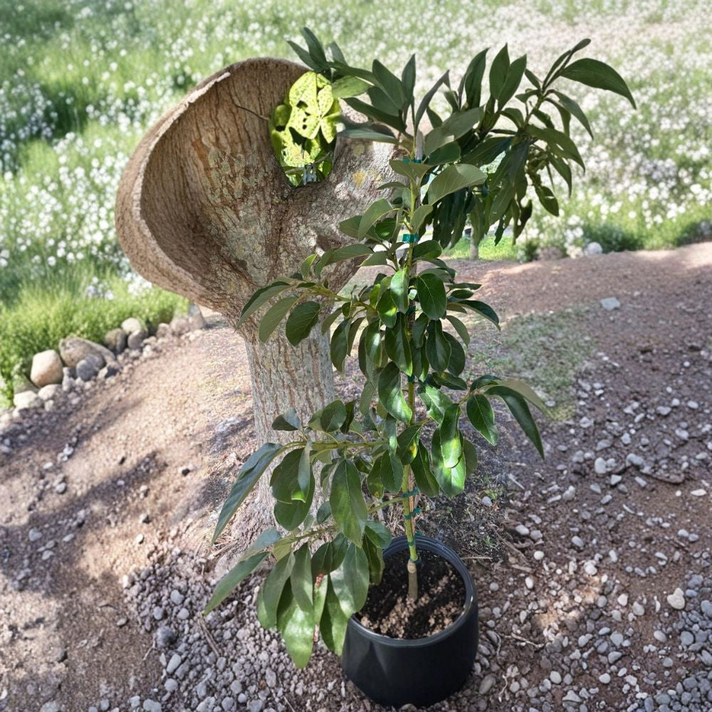 Utuado Avocado Tree – Persea americana  Rare Grafted Dwarf Avocado Tree | Type B Flowering 1 Gallon Nursery Pot • Compact & Cold Hardy