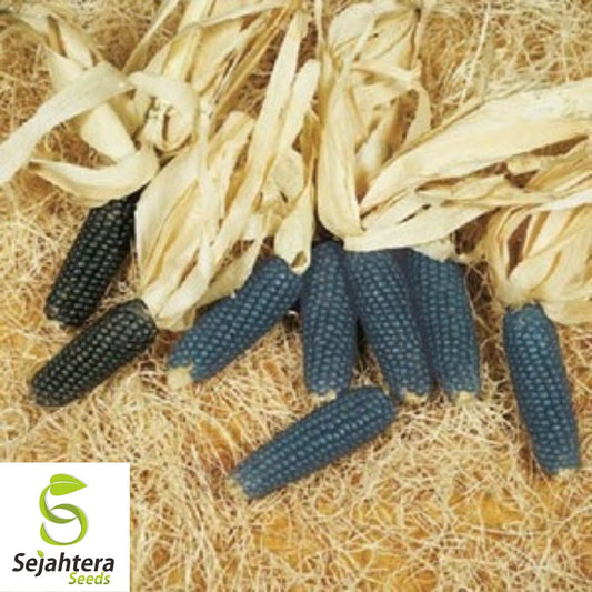 25 Blue Miniature Popcorn Corn Seeds - Non-GMO, Unique Vegetable