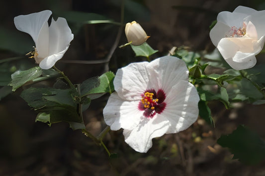 Spearleaf Swamp Mallow Seeds, 10 Seeds, Pink Pavonia, Pavonia hastata - Malvaceae, Free Shipping on Orders Over $35